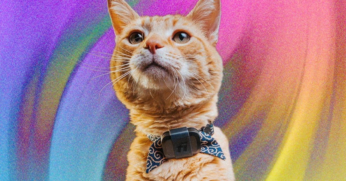 The Fi Mini cat tracker wants to turn your pet's daily routine into health data