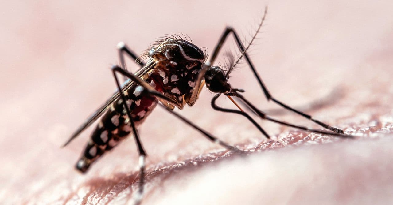 Scientists finally figured out exactly how mosquitoes zero in on you