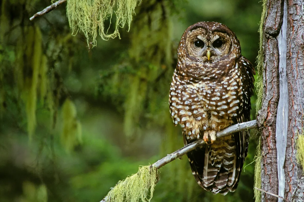 Why the debate over logging is more complicated than you might think