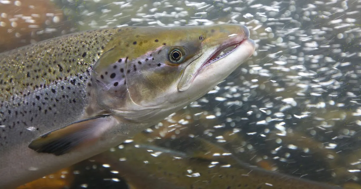 Cocaine makes wild salmon swim twice as far, and scientists have thoughts