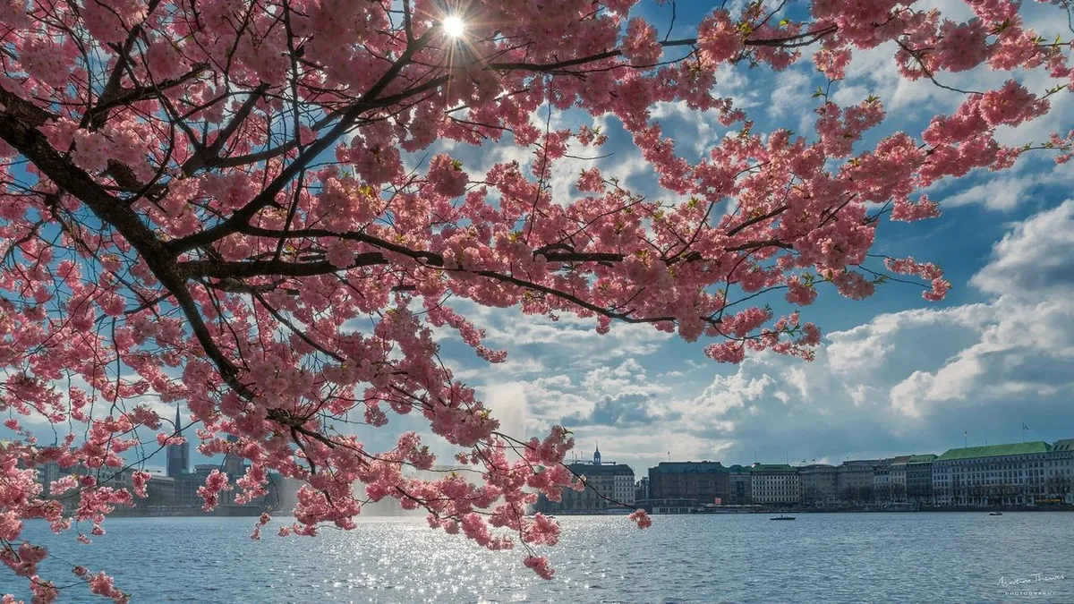 The best places to see cherry blossoms that aren't Japan (or Washington, DC)