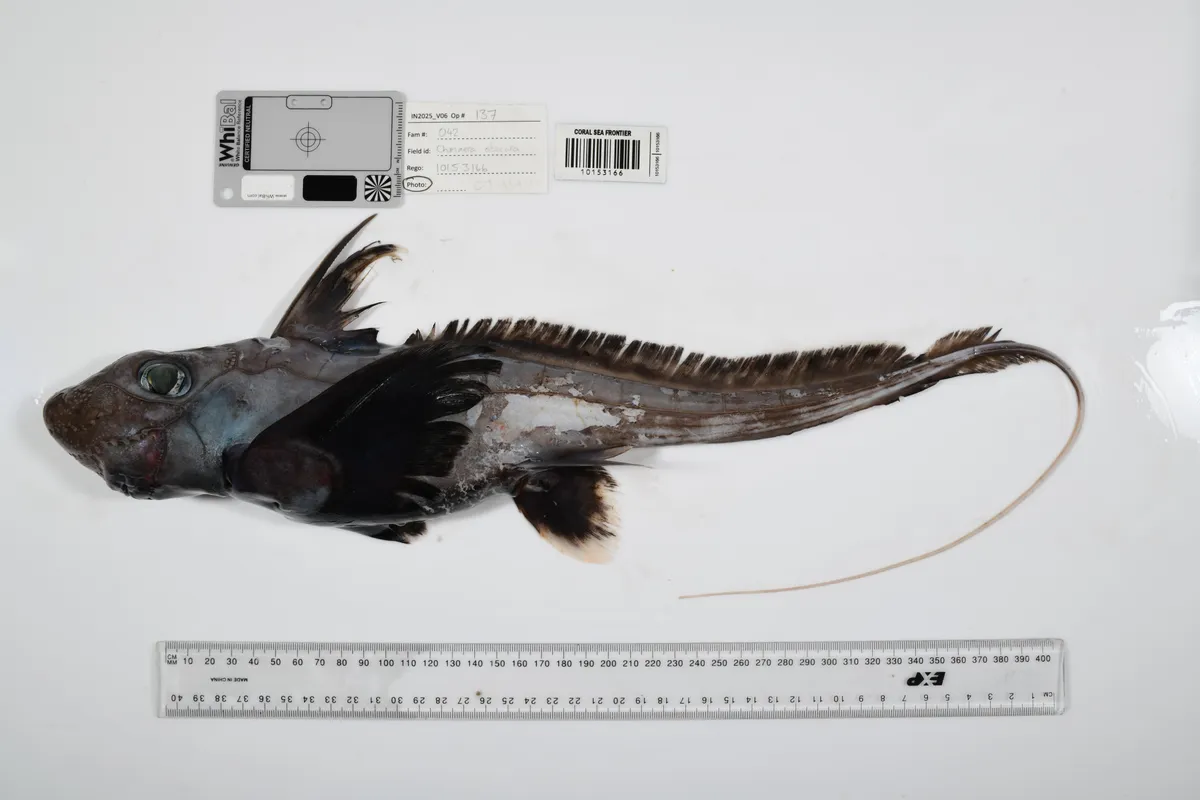 Scientists just discovered over 1,100 new ocean species - and they're genuinely wild